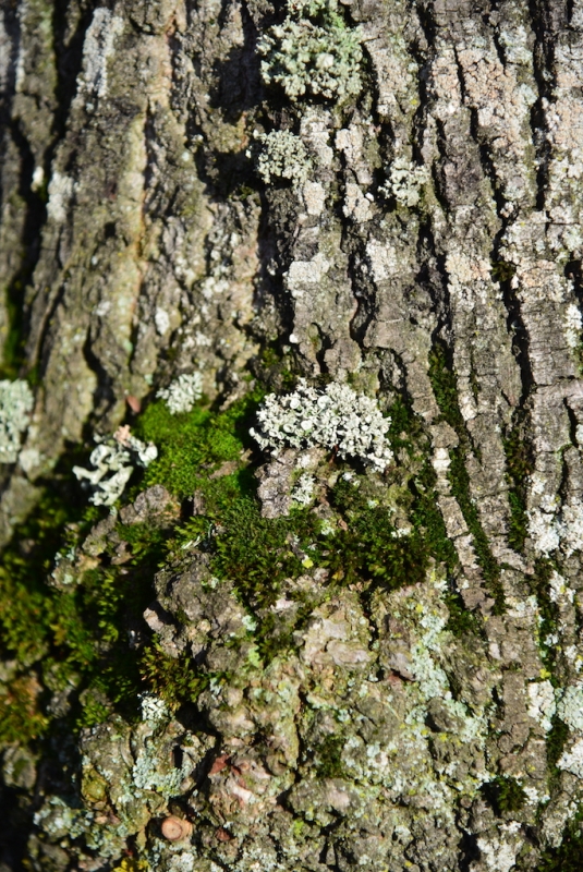 dsc8441_0_o.jpg